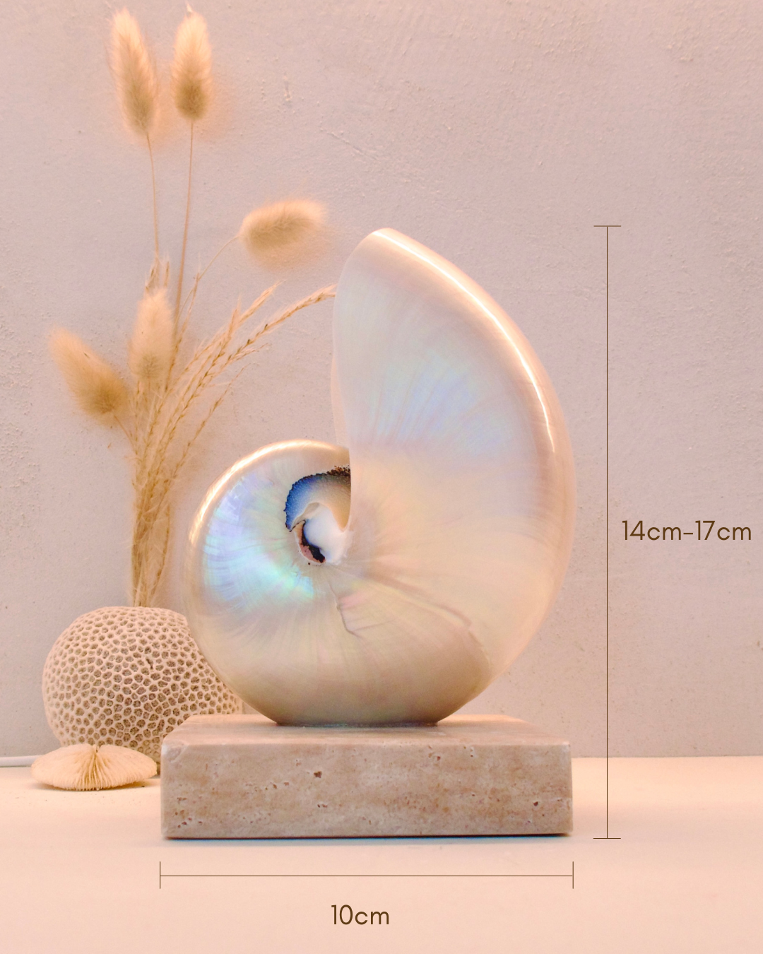 SMALL SQUARE Mother of Pearl Nautilus