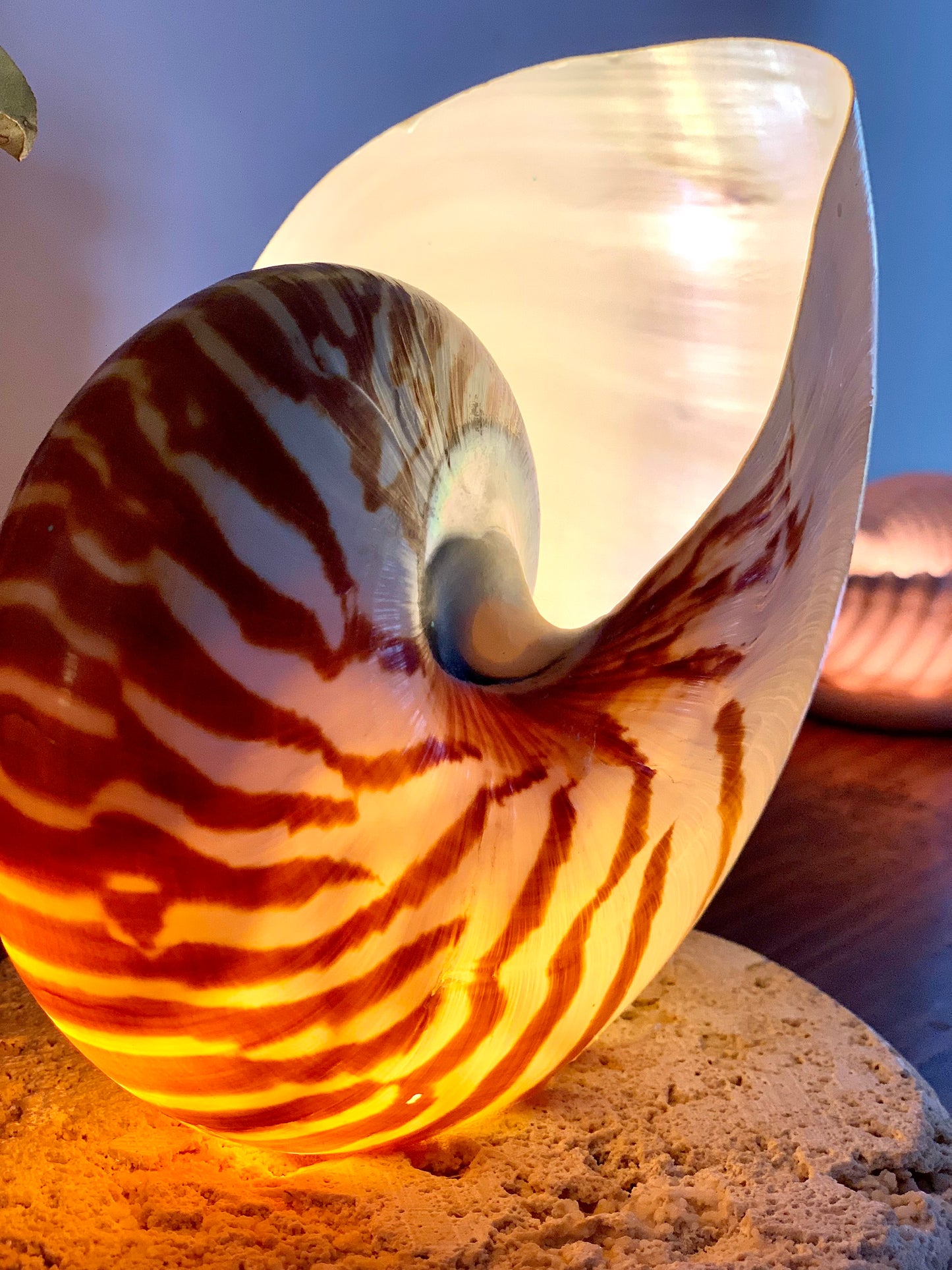 Large Nautilus Shell Lamp